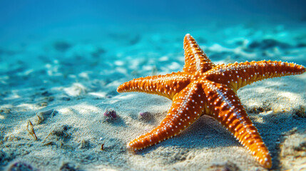 starfish resting on sandy ocean floor, surrounded by clear blue water, creates serene underwater scene