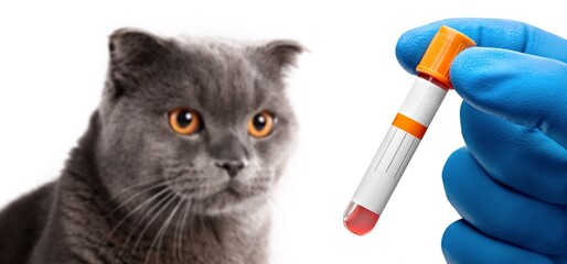 Professional veterinarian take blood test from cat