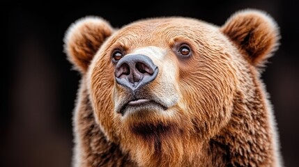 Fototapeta premium Majestic Kamchatka bear gazing with curiosity against a dark backdrop