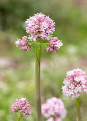 Obraz premium wild plants, photos of medicinal flowers.