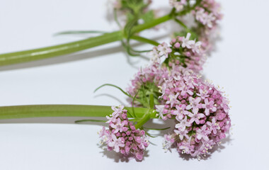 wild plants, photos of medicinal flowers.
