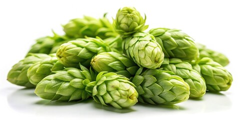 Fototapeta premium Green Hops Isolated, Tilt-Shift Macro Photography, Brewing Ingredient, White Background