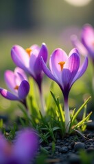 Purple crocus flowers swaying in a gentle wind, landscape, wind