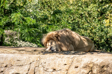 schlafender Löwe auf einem Felsen