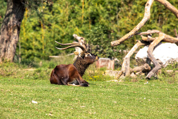 liegende Antilope auf einer Weide