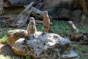 zwei süße erdhörnchen bei der beobachtung