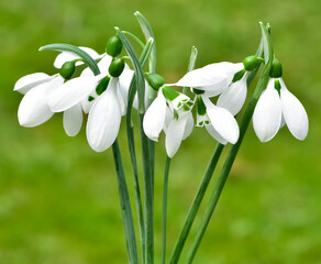 photos of white flowers, winter flowers and snowdrops