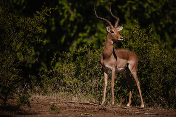 impala in the wild