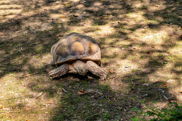 schöne riesenschildkröte