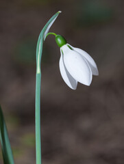 Obraz premium photos of white flowers, winter flowers and snowdrops