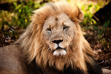 portrait of a male lion