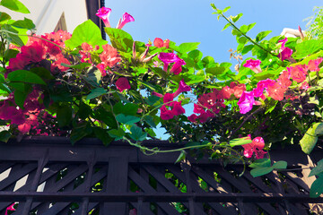 Fototapete bei efototapeten.de bestellen   