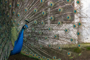 Fototapeta premium Blauer Pfau bei der Balz