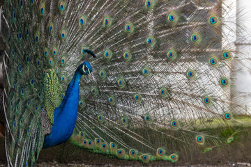 Obraz premium Blauer Pfau bei der Balz