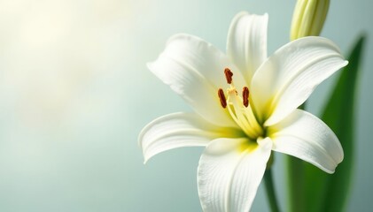 Fototapeta premium Pure white daylily petals with subtle yellow highlights, botanical, flowers