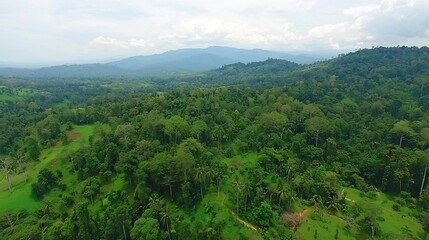 Obraz premium Lush Tropical Rainforest Canopy with Distant Mountain Ranges View
