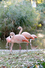 A group of pink flamingos stands gracefully near a pond, preening their feathers and resting on one leg, surrounded by lush greenery and fallen leaves.