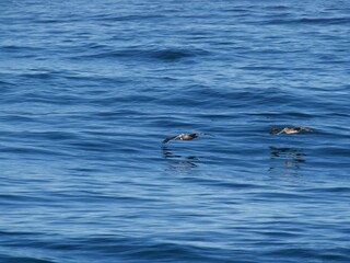 birds flying above the ocean