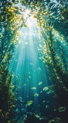 Sunlight streams through a kelp forest revealing a vibrant underwater world