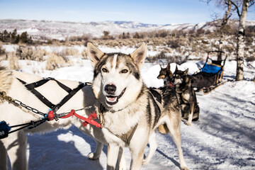siberian husky sled dogs in the snow