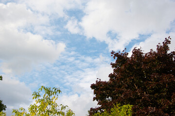 Summer clouds