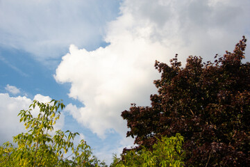 Summer clouds