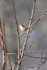 A red bellied woodpecker sitting on a thorny branch in winter