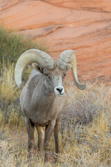 Desert Bighorn Sheep Ram in the Nevada Desert in Winter