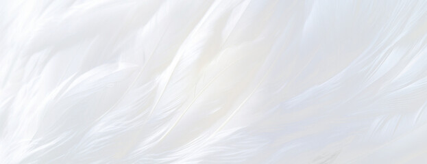 Obraz premium PNG Background feather white bird.