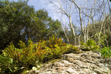 pine tree on the rocks, Polypodium glycyrrhiza, commonly known as licorice fern, many-footed fern, and sweet root, is a summer deciduous fern Sardinia, Italy.
