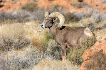 Desert Bighorn Sheep Ram in the Nevada Desert in Winter