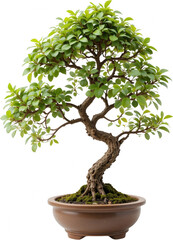 Obraz premium Lush Green Bonsai Tree in Brown Pot Japanese Miniature Tree Tranquil Zen Garden Plant