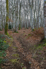 Obraz premium balade en forêt