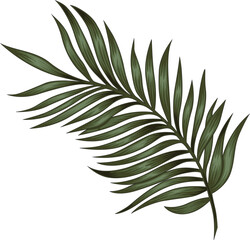 Vector tropical palm leaf illustration