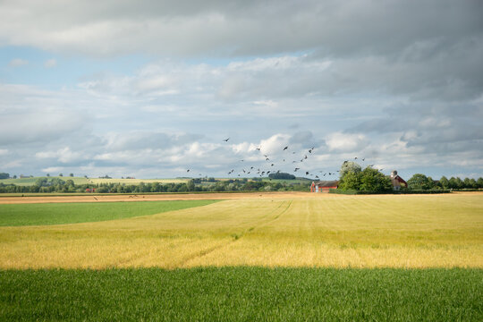 Agricultural landscape in Scania, Sweden, with a flock of black birds over yellow wheat field