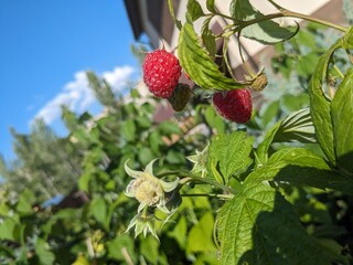 Ripe Red Raspberries on Bush Against Blue Sky and House Background