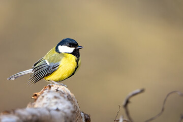 A great tit (Parus major) foraging for food on a branch during winter, surrounded by a frosty and snowy environment.