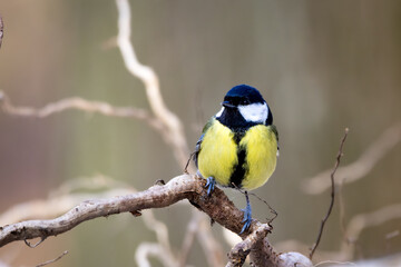 A great tit (Parus major) foraging for food on a branch during winter, surrounded by a frosty and snowy environment.