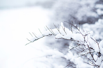Winter background with thin bare branches covered with snow - selective focus