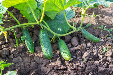 Obraz premium Ripe green cucumbers in the garden on a sunny day