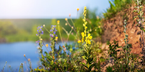 summer landscape - wild flowers near a cliff on a river background on a sunny day