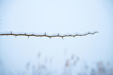 Winter background with thin bare branches covered with snow - selective focus