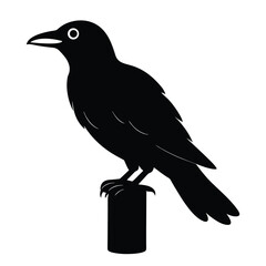 Crow Silhouette isolated on a white background