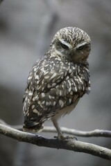 small owl sitting on the ground