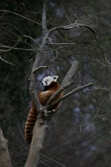 Red panda in the trees