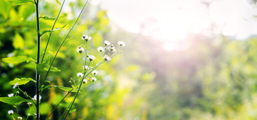 a picturesque corner of the forest with wild white flowers against a background of trees and...