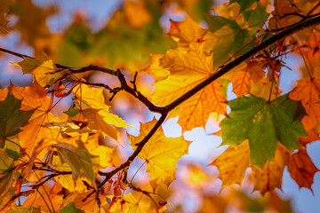leaves in autumn colors on the tree branches