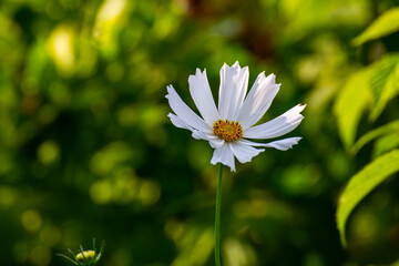 daisy flower in the garden