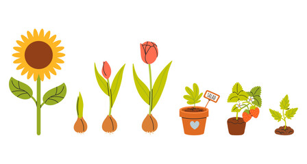 Set of different plants in hand drawn style, seedlings, sprouts sprouting for planting. Spring  work in the garden, flowers, tulips, sunflower, strawberry. Vector illustrations isolated on white 