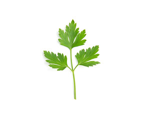 Fresh parsley leaves on white background